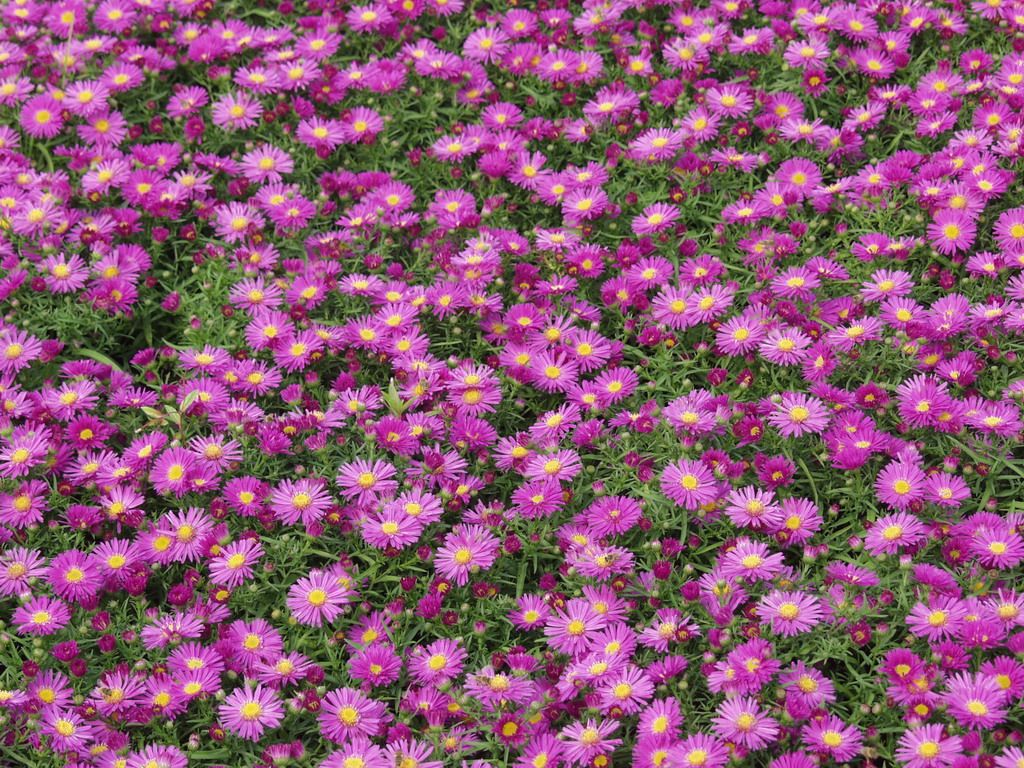 Aster novae-angliae 'Alice Haslam'